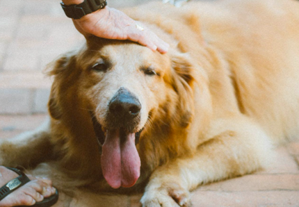 Allunghiamo la vita al nostro cane